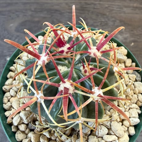 13、Ferocactus 日の出丸