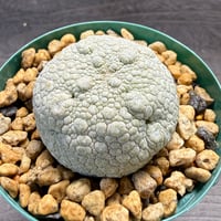 80、Pseudolithos migiurtinus