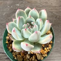 118、Echeveria lindsayana