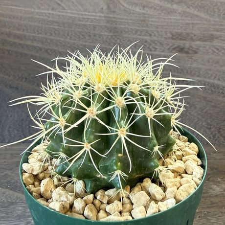 18、Echinocactus　パーマネント金鯱