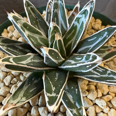 115、Agave 姫笹の雪