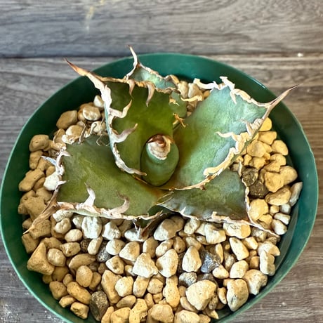 121、Agave ‘Caesar‘