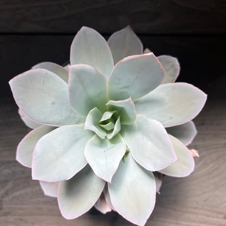 108、Echeveria cante