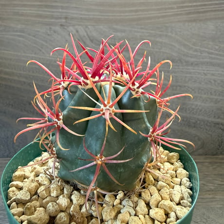 6、Ferocactus  神仙玉