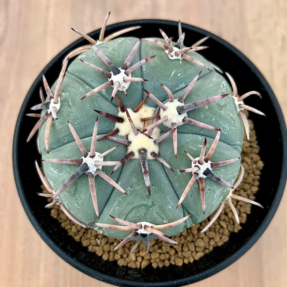 291、Echinocactus 翠平丸（実） | HORIKAWA CACTUS GARDEN