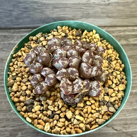 83、Conophytum pellucidum v.terricolor TS615.South west of Springbok