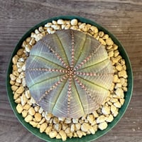 99、Euphorbia obesa