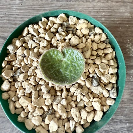 131、Tyrecodon singularis