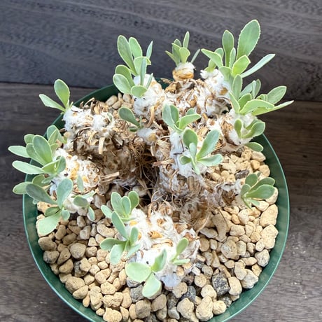 170、Othonna lepidocaulis