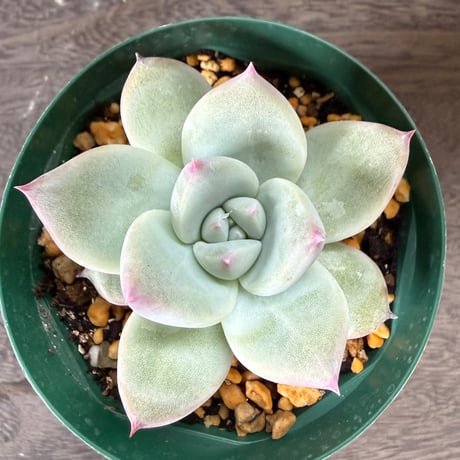 108、Echeveria ‘CS-NO-01‘ ‘Super White‘
