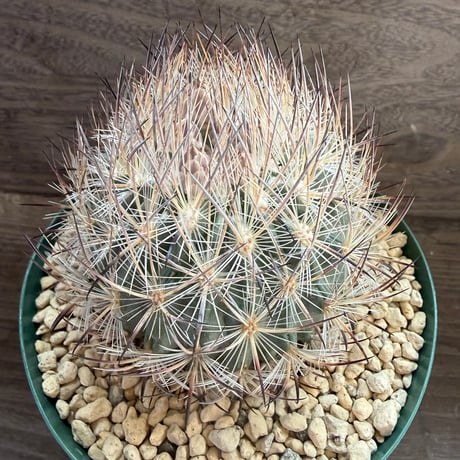 103、Echinomastus unguispinus