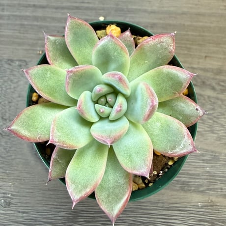59、Echeveria lindsayana