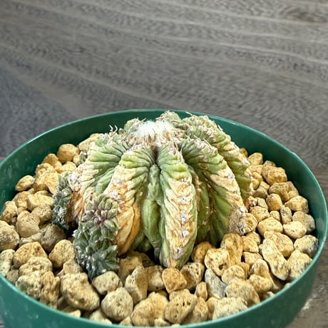 23、Aztekium 花籠（カキ仔）