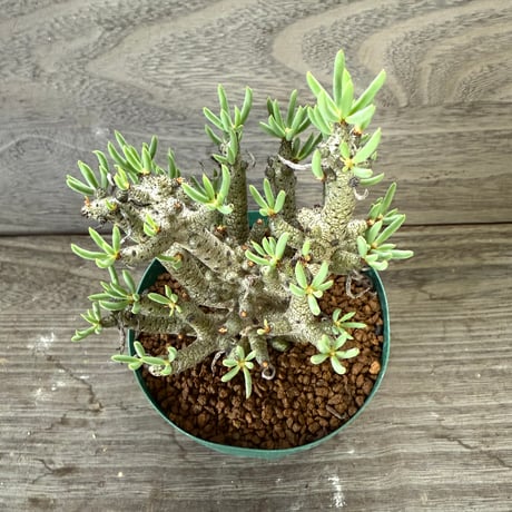 58、Tylecodon buchholzianus