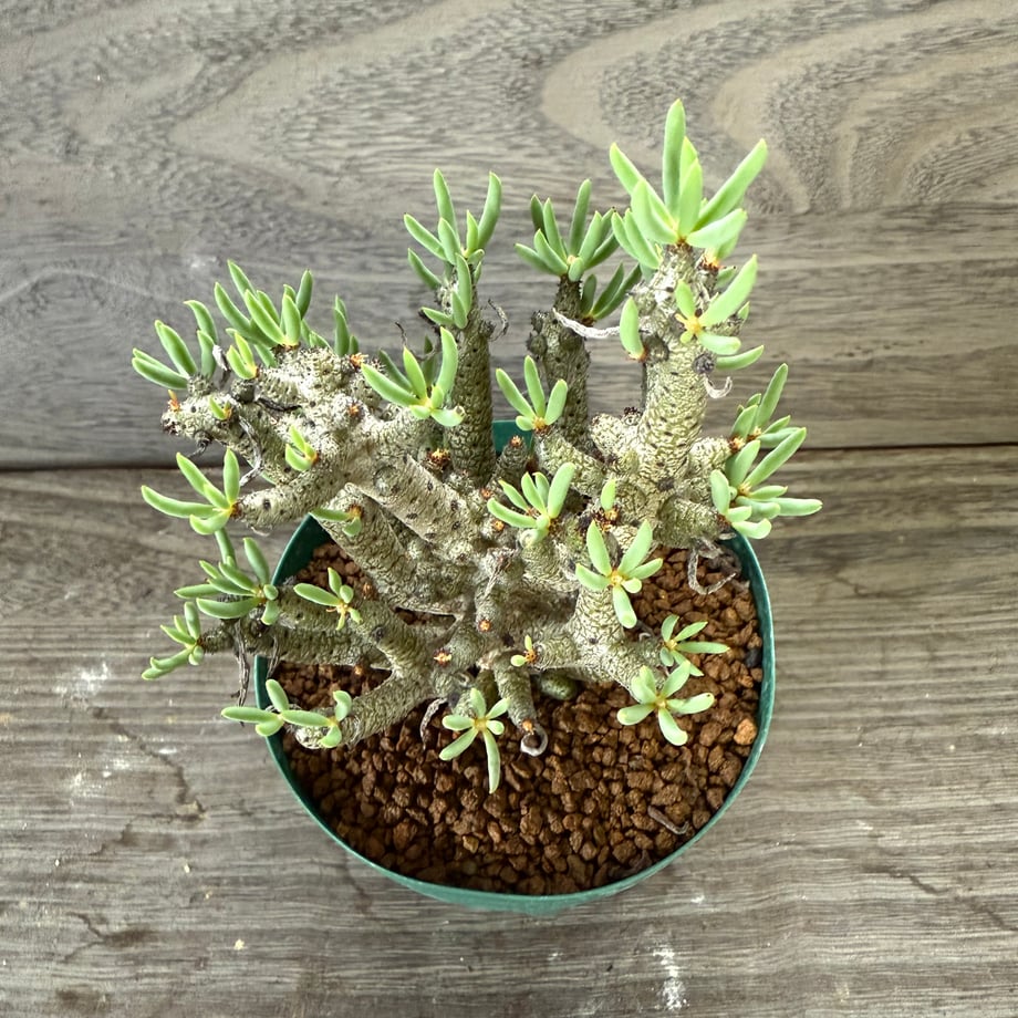 68e855138116d5b8aa6852f9