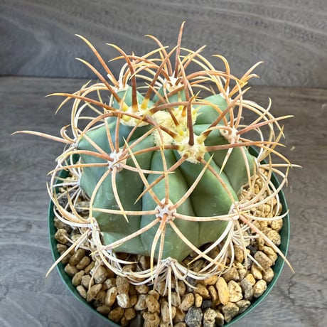 17、Ferocactus diguetii var.carmensis