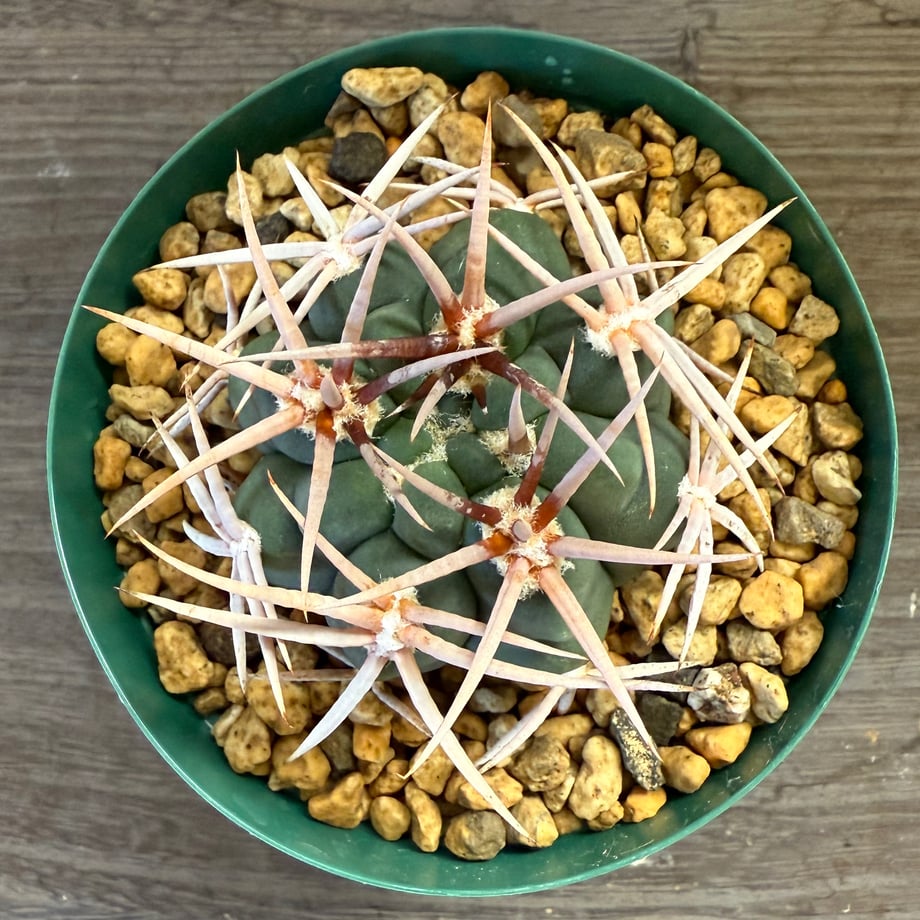 68e849cad37d85f46f9de2b3