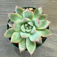 58、Echeveria lindsayana