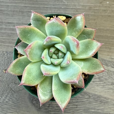 58、Echeveria lindsayana