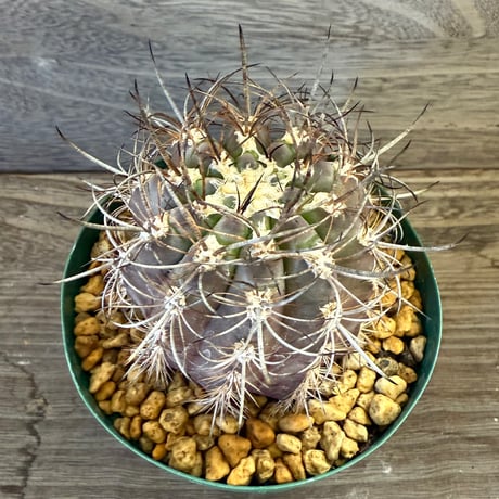 41、Neoporteria clavata（v）procera（実）