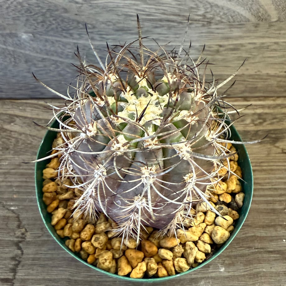 68e77307ff407e124c072e83