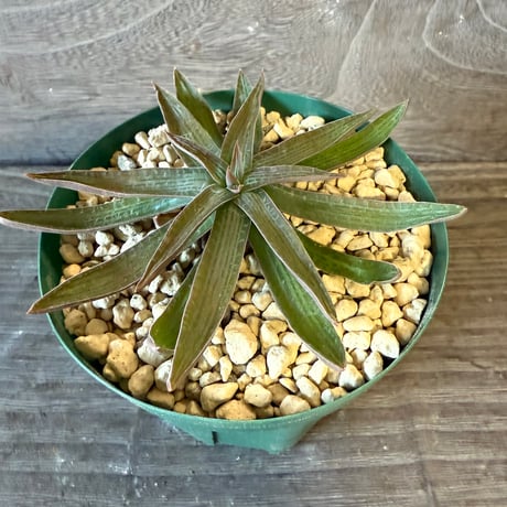 127、Bulbine fallax JAA2168