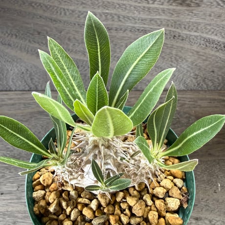 191、Pachypodium horombense