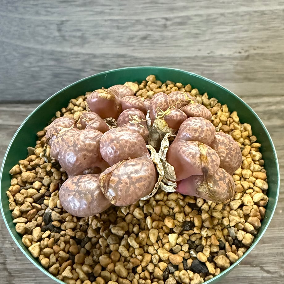 68e86da3941bd689b369dd7e