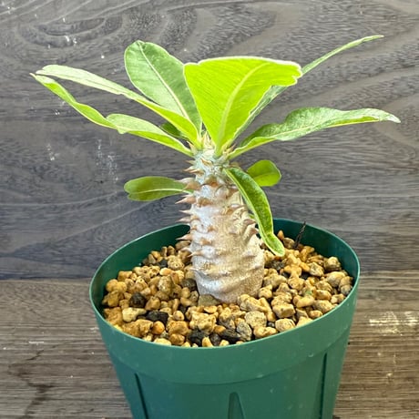 helbzeitページ　2.5号鉢　リンゼアナ　堀川ナーセリーさん苗 ITEM | HORIKAWA NURSERY