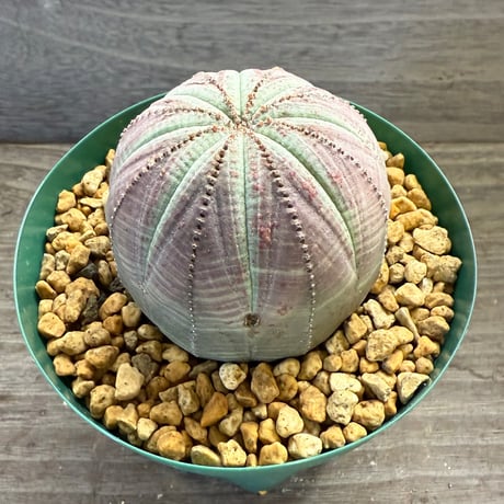 68、Euphorbia obesa