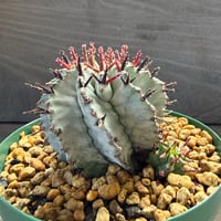 88、Euphorbia ‘horrida × polygona‘