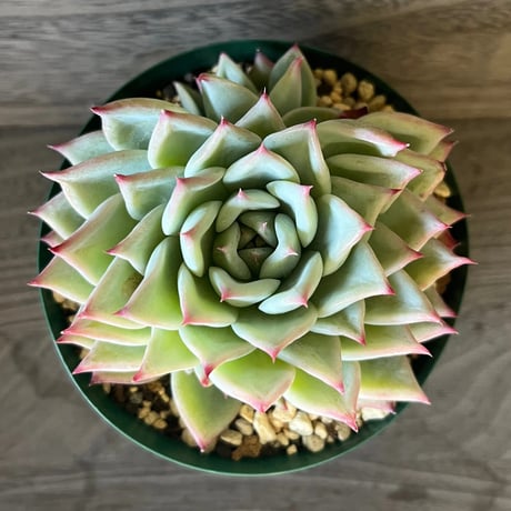 1、Echeveria ‘Lindsayana‘Koehres seeding
