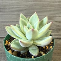 125、Echeveria ‘CS-NO-06‘ ’CPS02×コロラータ旧来型‘