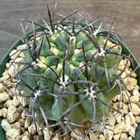 15、Neochilenia vexata