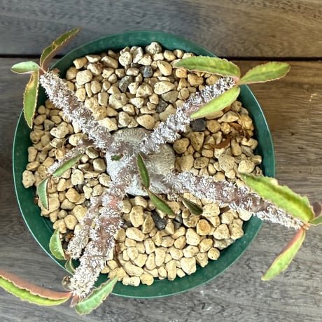 36、Euphorbia suzannae-marnierae