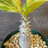 107、Pachypodium discolor