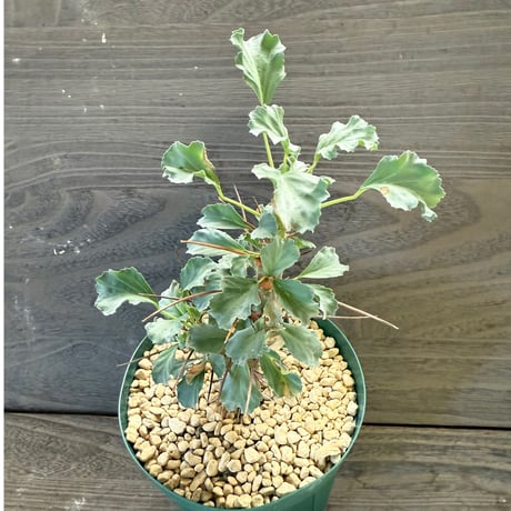 77、Monsonia crassicaule