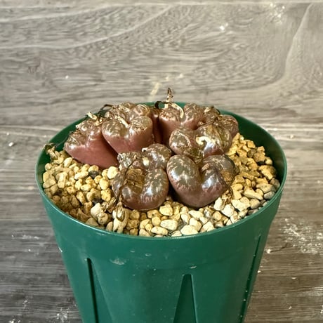 137、Conophytum pellucidum v.neohallii CR.1385 7km S,Springbok