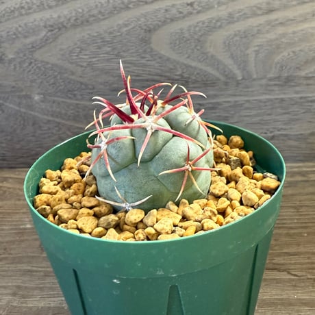 47、Thelocactus 強刺緋冠竜