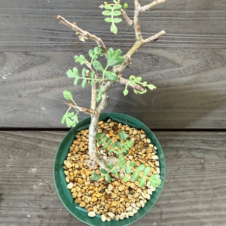 63、Pachycormus discolor