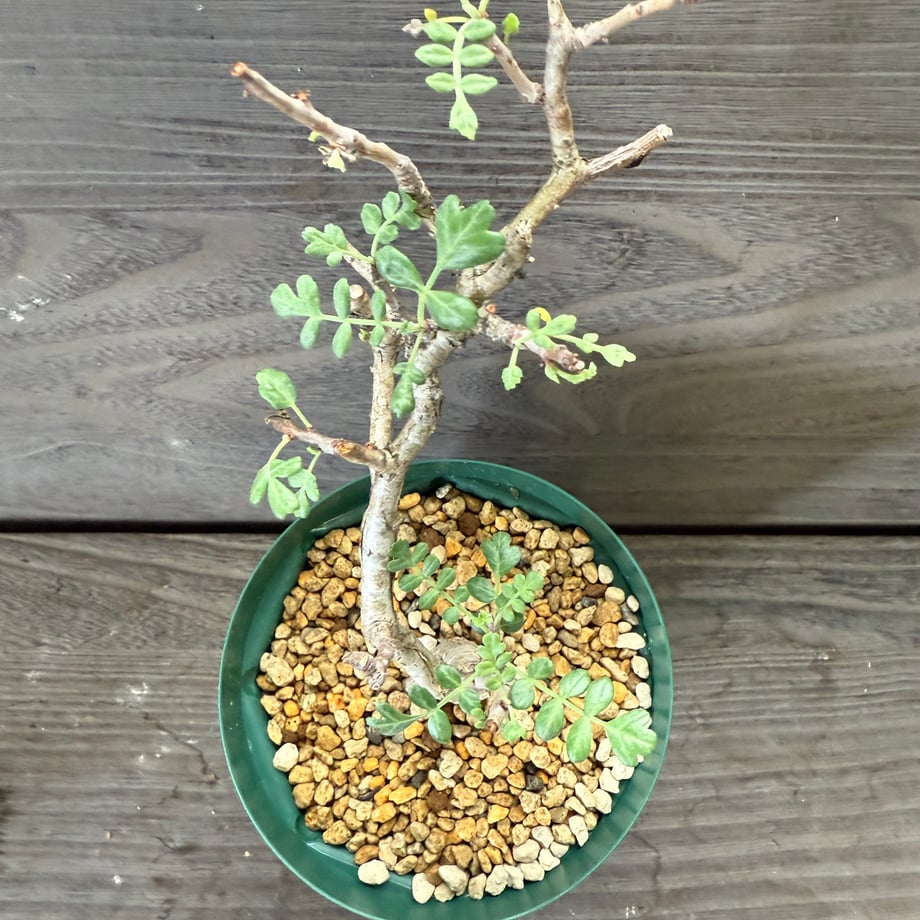 68e8585b3631db18748f6b3b