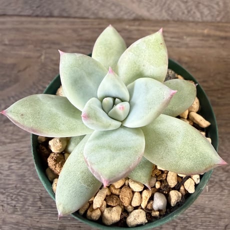 42、Echeveria ’CS-NO-01’ ’Super White’