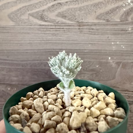 147、Eriospermum dregei