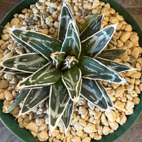 114、Agave 姫笹の雪