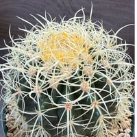 1、Echinocactus　パーマネント金鯱