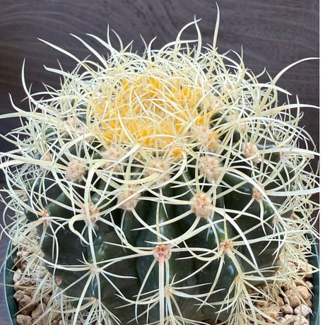 1、Echinocactus　パーマネント金鯱