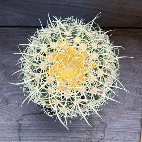 200、Echinocactus　パーマネント金鯱