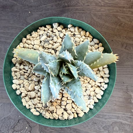 105、Aloe longistyla‘Nelii‘