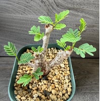 157、Senna meridionalis