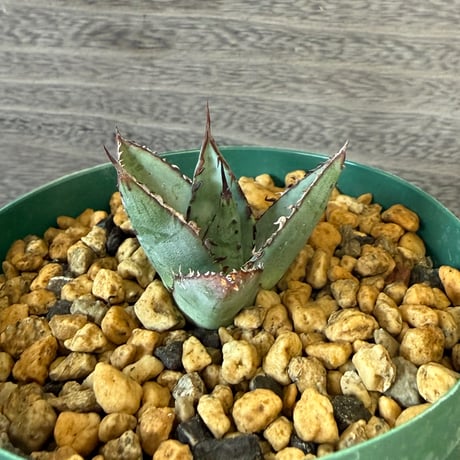149、Agave ’笹の雪×屈原の舞扇‘